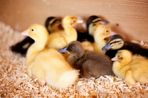Mulberry Lane Farm's Spring Babies, Opening Weekend Event