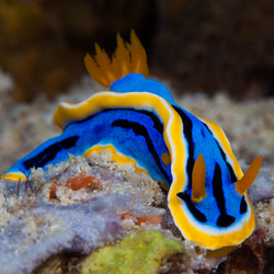 Nudibranchs: South Florida's Underwater Butterflies
