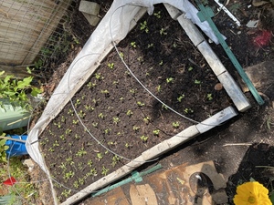 Naperville Community Gardeners