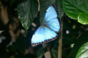 Family-friendly Mardi Gras Celebration