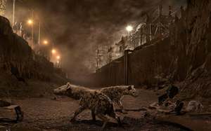 Opening Reception for Nick Brandt: Environmental Photographer