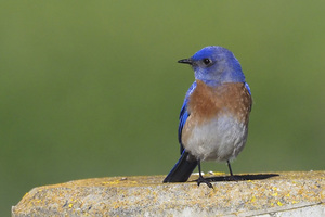 Cavity Nest Box Monitor Training