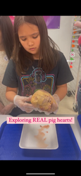 Curious in the Classroom - Heart Health: Anatomy of the Heart