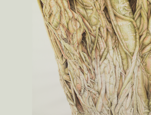 Eyes on Nature, the Art of Sean Cavanaugh