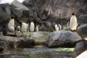 St. Louis Zooms on Penguins at the Windsor Branch Library