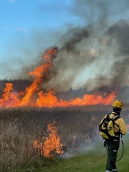 The Effects of Fire on Prairie Insects in the Upper Midwest