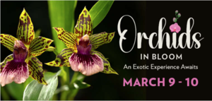 Orchids in Bloom