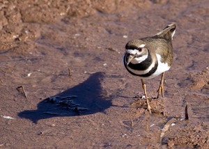 Birding For EveryBODY: Canoa Ranch