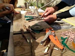 Fruit Tree Grafting