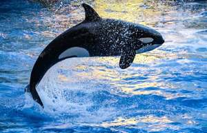 Animal Evolution: The Natural History of Whales with Dr. Jean Potvin