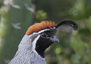 Birding Maeveen Behan Desert Sanctuary