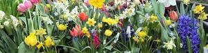 Easter Flower Sale