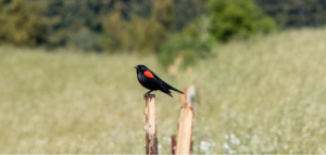 UCSC Farm Nature Walk