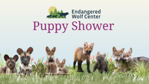 Puppy Shower at The Endangered Wolf Center