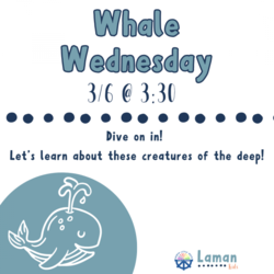 Whale Wednesday