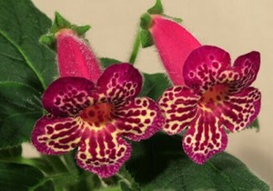 The Northern IL Gesneriad Society Show and Sale