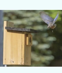 Setting Up a Bluebird Nesting Box