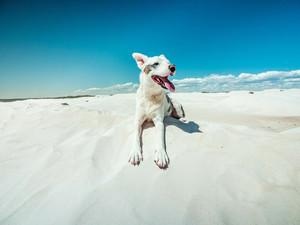 TOP DOG Film Festival