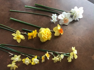 American Daffodil Society Convention & Show