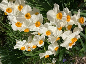 American Daffodil Society Convention & Show