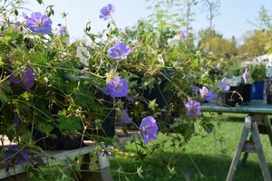 Landis Signature Spring Plant, Book, and Bake Sale