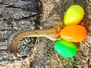 Dino Egg Hunt