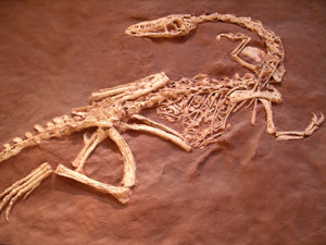 Family Fossil Excavation
