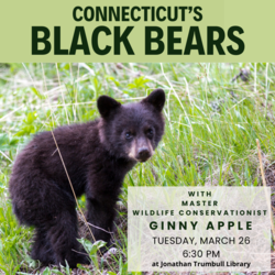 Black Bears in Connecticut