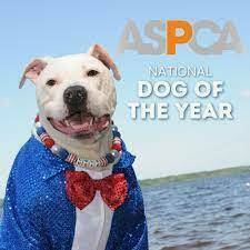 Family Event:  Cole the Deaf Therapy Dog