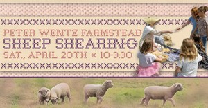 Peter Wentz Farmstead's Sheep Shearing Day