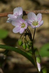 Spring Ephemerals