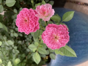 Rose Society of Glendale 35th annual rose show