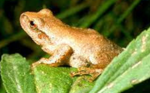 Spring Peeper and Wetlands Nature Walk