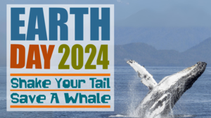 WhaleFest 2024: A Celebration of Whales, Conservation, and Inspiration