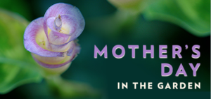 Mother's Day at the Garden