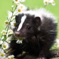 Wildlands Conservancy - Wildlife Meet and Greet