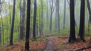 Wildlands Conservancy – Get Out! For Wellness: Galen's Revenge Trail