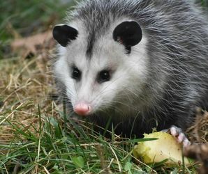 Wildlands Conservancy – Pre-K Pathfinders: Tree Tea Party, Wildlife Meet & Greet