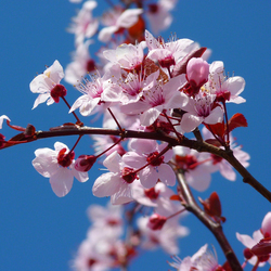 Cherry Blossom Paint Along at the Windsor Branch Library