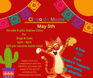 Cinco De Meow