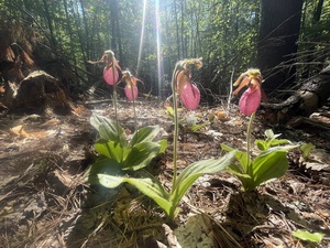April Showers to May Flowers