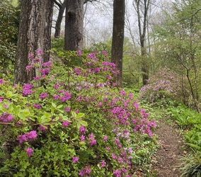 Open Garden Day to benefit The Garden Conservancy
