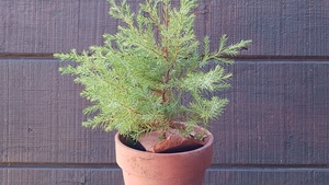 Edwardsville Garden Club - Annual Spring Plant Sale