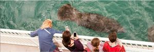 Sensory Saturdays - Manatee Lagoon
