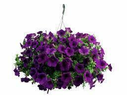 Mother's Day Flower and Hanging Basket Sale