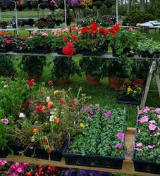 2024 John Walden Memorial Plant Sale- day1