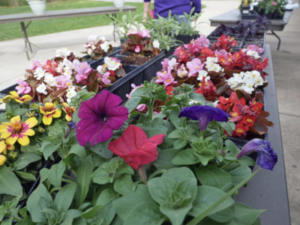 Container Garden Workshop