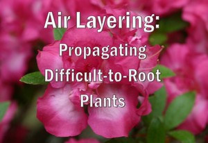 Air Layering:  Propagating Difficult to Root Plants
