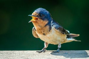 Birding for Beginners