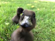 Duckling Day